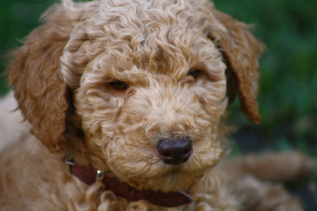 cooper